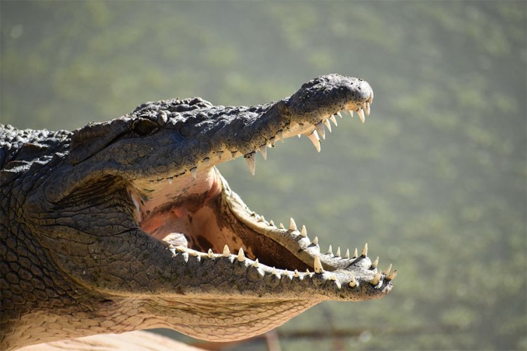 U aligatoru pronađeni ostaci muškarca koji je nestao tokom uragana Ida