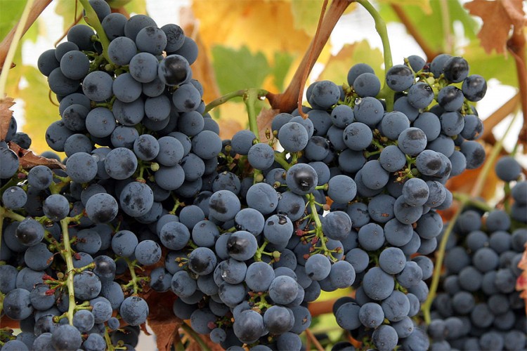 U Srpsku zabranjen uvoz grožđa iz Sjeverne Makedonije