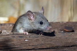 Drastično povećan broj slučajeva mišje groznice u Sloveniji