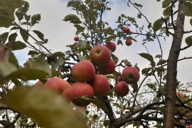 U toku berba jabuka, rod i do tri puta manji nego lani