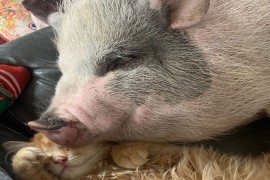 Mačak i svinja najbolji prijatelji