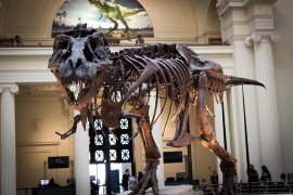 Prodat skelet dinosaurusa star 66 miliona godina