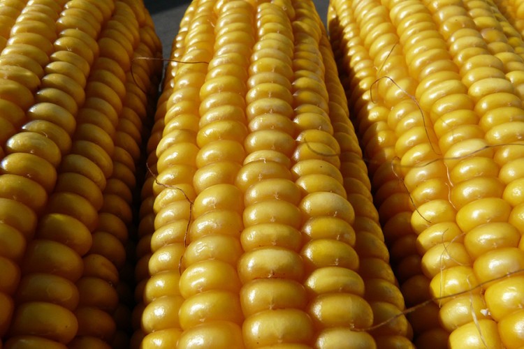 Sistemi za navodnjavanje omogućili dobre prinose kukuruza