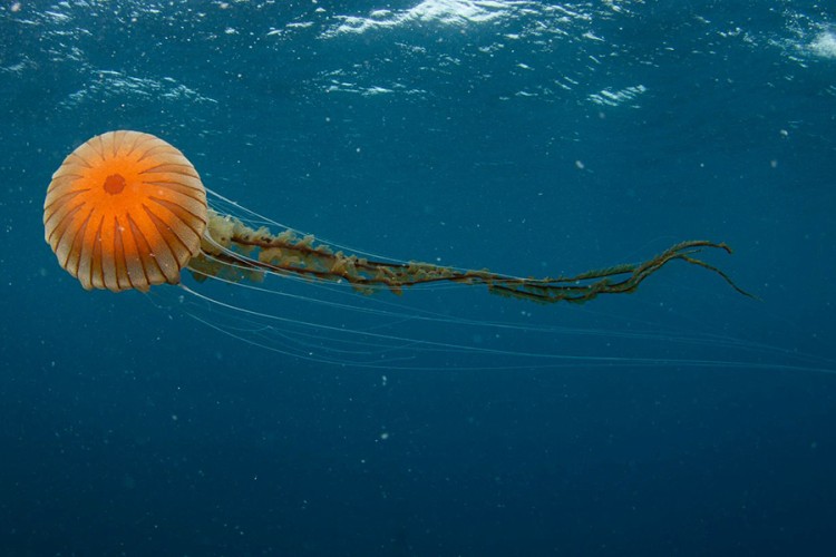 Splitski naučnici snimili meduzu: Ovakvu još nikad nismo vidjeli