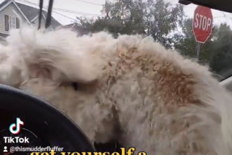 Pas pokušao zaštititi vlasnicu od brisača na autu