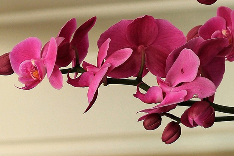 Spasite orhideju kad korijen počne da truli
