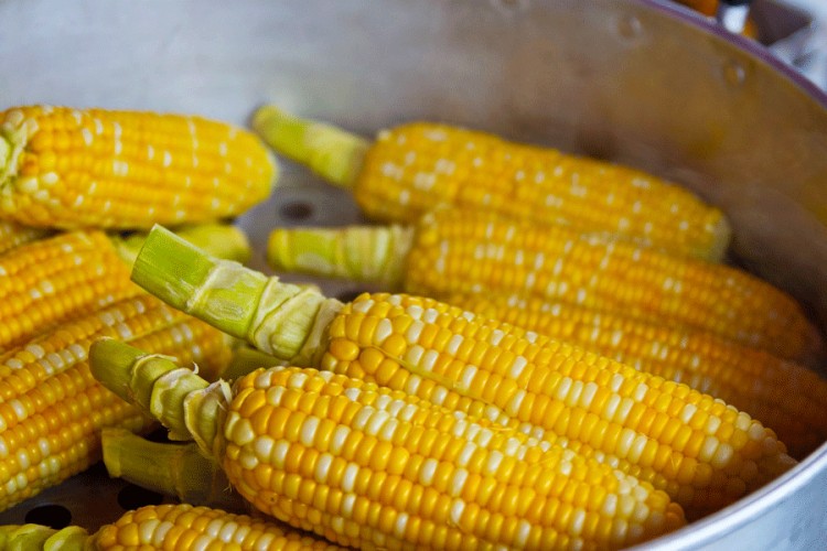 HPK suši prva ovogodišnja zrna kukuruza