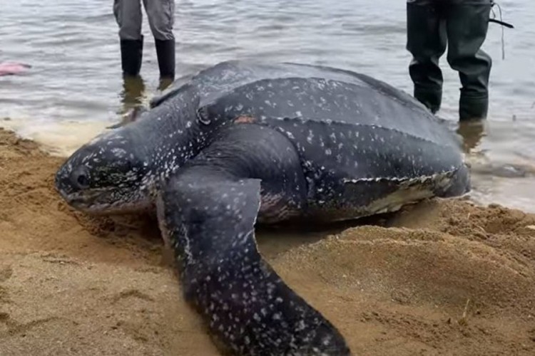 Nasukana kornjača teška 272 kilograma spasena i vraćena u okean