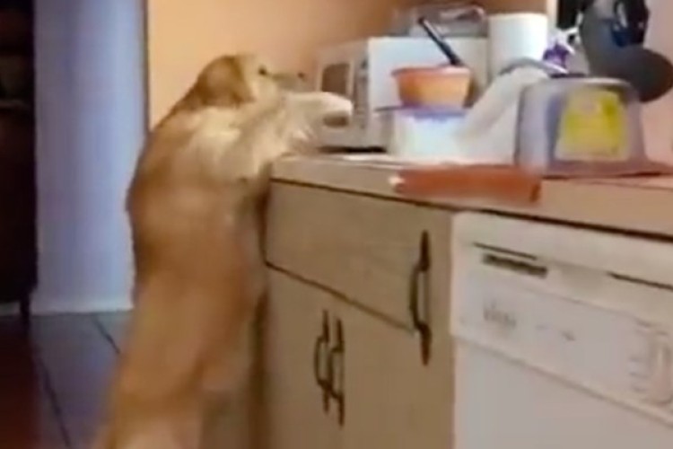 Pogledajte reakciju psa nakon što je uhvaćen u krađi hrane