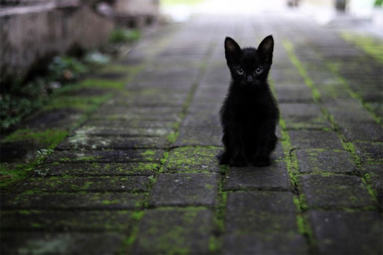 Zbog čega se vjeruje da crne mačke donose nesreću