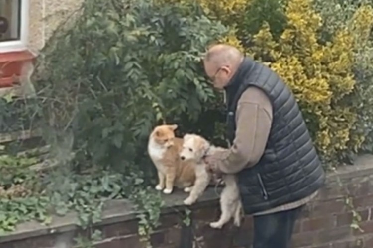 Vlasnik upoznao psa s mačkom iz komšiluka, video je hit