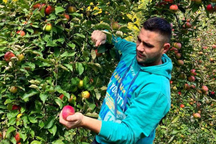 Rekordan rod jabuke u fočanskom kraju