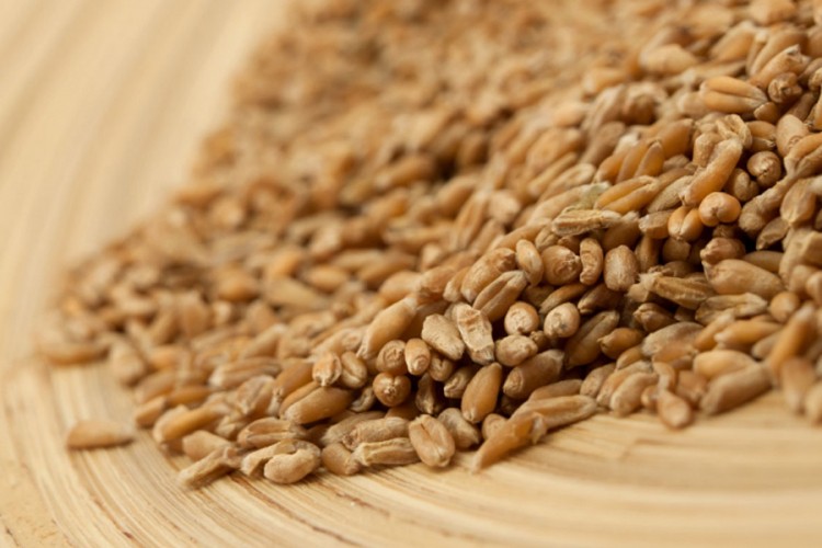 Planirana sjetva pšenice na 43.000 hektara