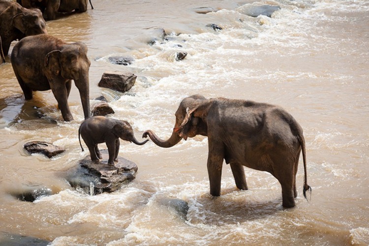 Slonovi evoluirali ka primjercima bez kljova zbog krivolova