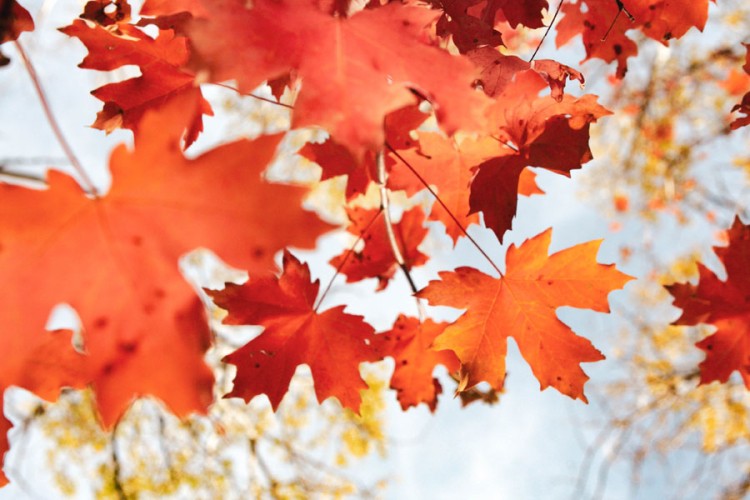 Jeste li znali zašto lišće mijenja boju na jesen?