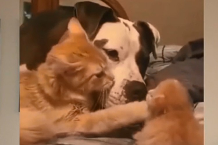 Mačka upoznala psa sa svojim mačićem, prizor je presladak