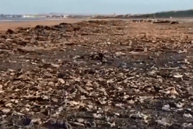 Hiljade mrtvih morskih životinja na engleskim plažama, ne znaju zašto