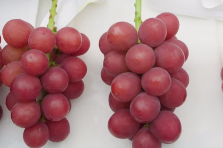 Ovo je najskuplje grožđe na svijetu, kilogram košta čak 10.000 dolara