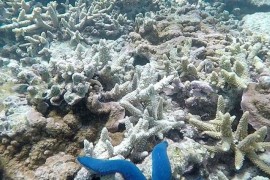 Dramatično izbjeljivanje korala na Velikom koralnom grebenu
