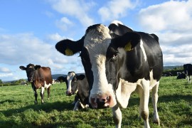 Da li su krave zaslužile neslavnu titulu velike prijetnje okolini?