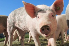 Uzgoj svinja devastiran prekomjernim uvozom