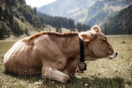 Mediji: Kaluđer pucao na bika i kravu