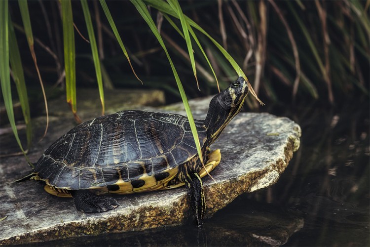 U Peruu 3.000 mladunaca kornjača pušteno u divljinu Amazona