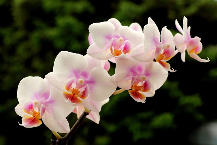 Četiri savjeta da orhideje opstanu tokom zime
