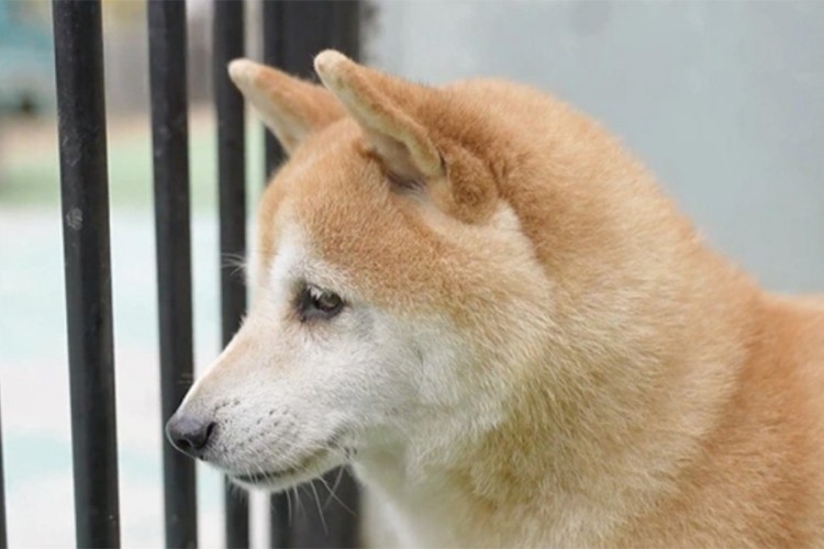 Napušteni pas u Kini kupljen na aukciji za 25 hiljada dolara
