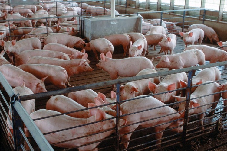 Isplaćeno više od milion KM podsticaja proizvođačima svinjskog mesa