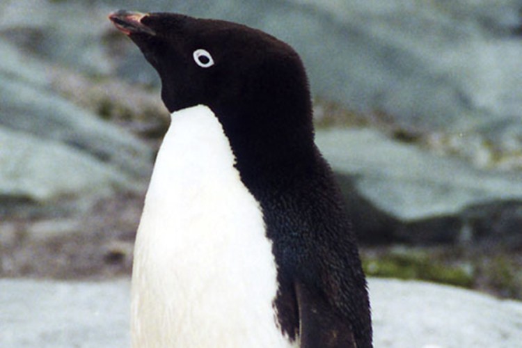 Pingvin preplivao 3.000 kilometara