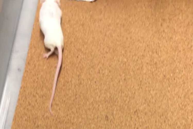 Naučnici paralizovanim miševima ubrizgali gel u kičmu, prohodali su