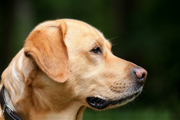 koja pasmina je bolja labrador ili zlatni retriver