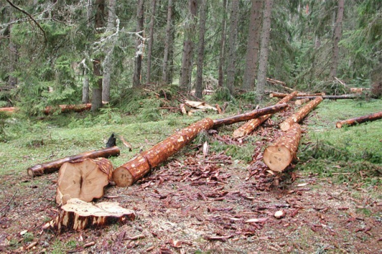 Evropska komisija predstavila plan borbe protiv sječe šuma