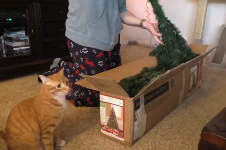 Evo koliko mačke obožavaju božićna drvca i ukrase