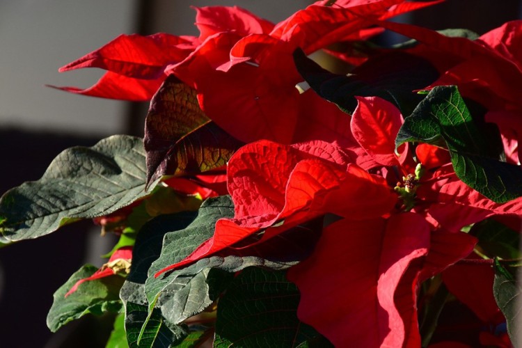 Trikovi za njegu najzahtjevnije i najljepše biljke - božićne zvijezde