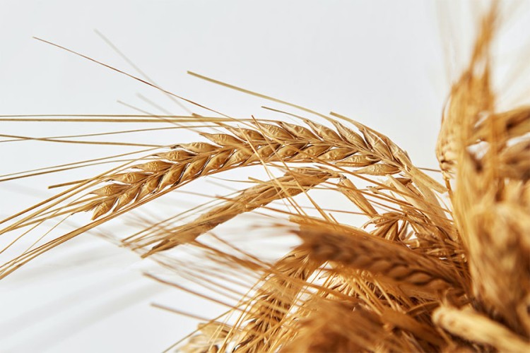 Rast cijena pšenice i soje