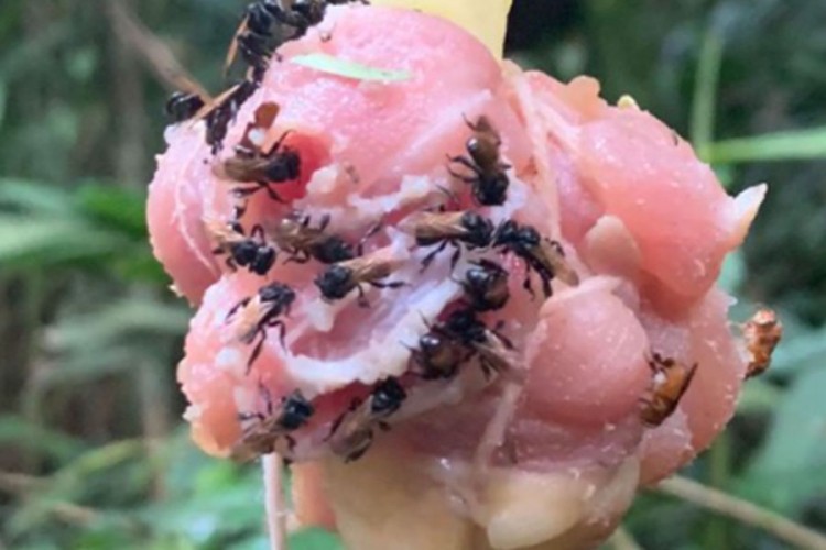 Otkrivena vrsta pčela koje se hrane mesom