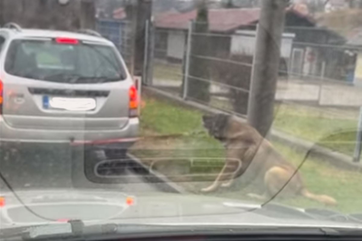Zlostavljanje životinje u Tuzli: Psa svezao za auto i vukao po cesti