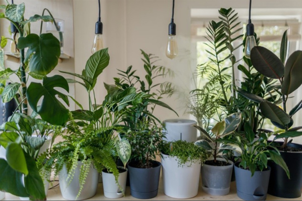 Zaštititi biljke zbog niske temperature vazduha