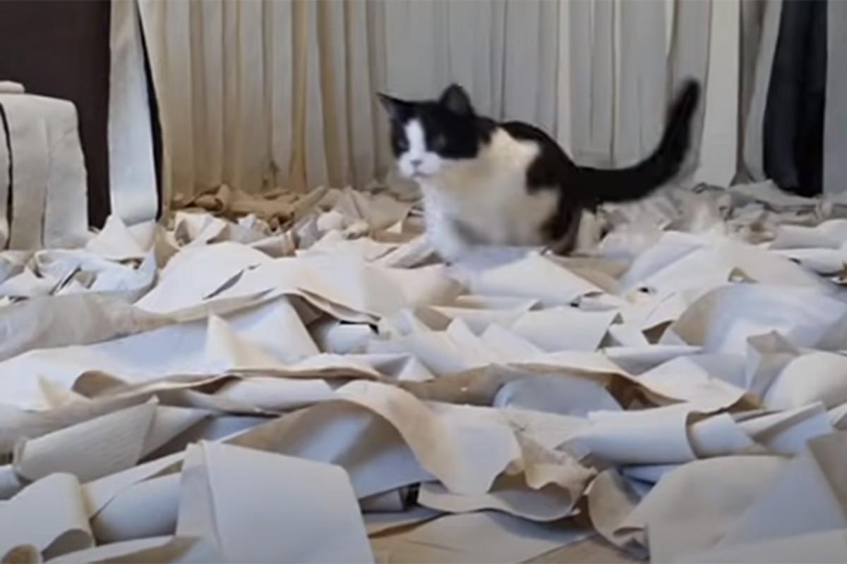 Vlasnik čitavu prostoriju prekrio papirom, pogledajte sreću njegovog mačka