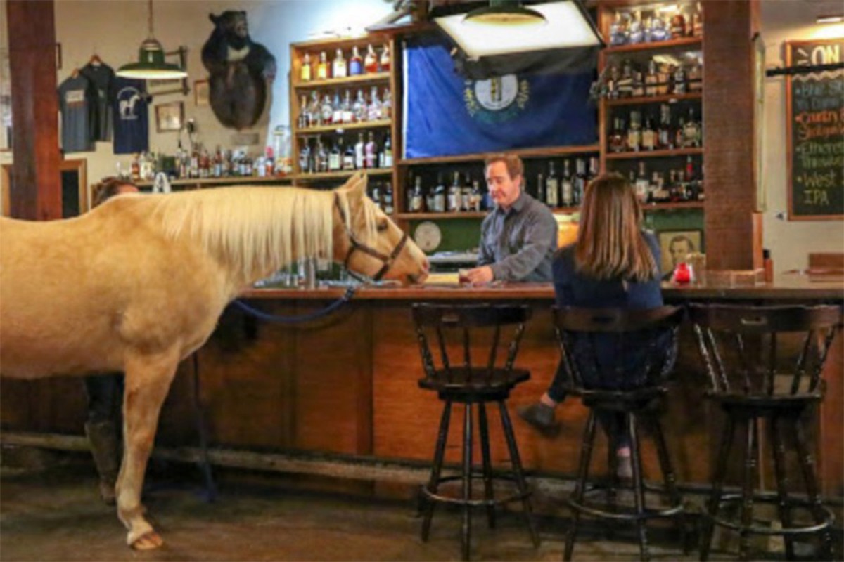 Vic dana: Konj u restoranu