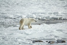 Masovni egzodus polarnih medvjeda iz Amerike u Rusiju