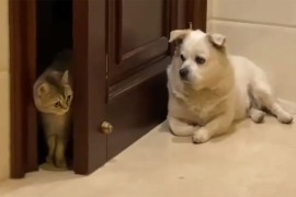 Hit reakcija mačaka kada vidi psa iza vrata