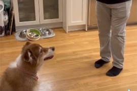 Pas odbija zdravu poslasticu dok mu vlasnik ne izvede predstavu