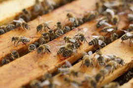 Pčele u Zagrebu zuje protivzakonito