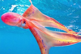 Ženka rijetke vrste hobotnice viđena poslije 20 godina