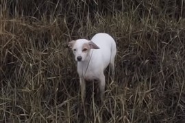 Dron s kobasicom spasio psa od nadolazeće plime