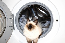Mačak preživio "pranje" u veš-mašini
