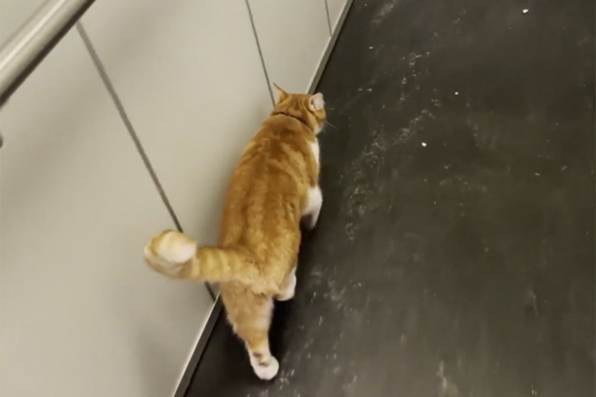 Mačka naučila komšije da joj pomognu kad želi doći do stana liftom